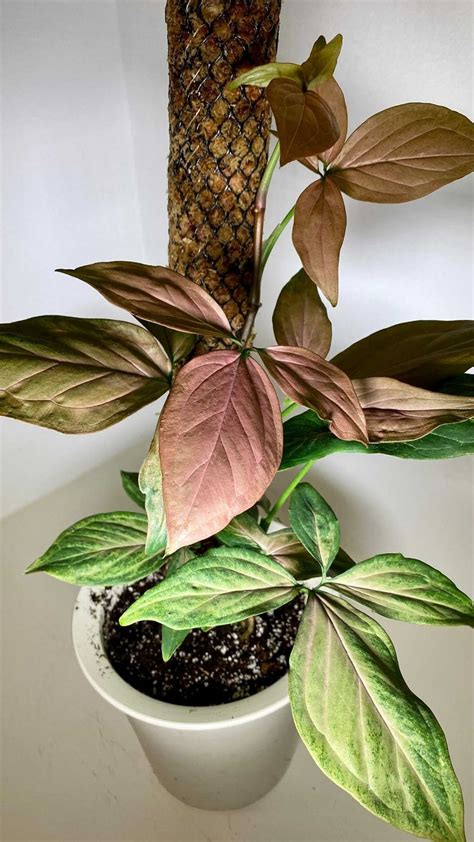 Houseofplantstours On Instagram Syngonium Pink Splash Using Self