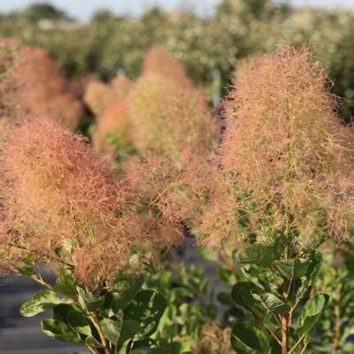 Cotinus Coggygria Magical Torch Buy Plants At Coolplants