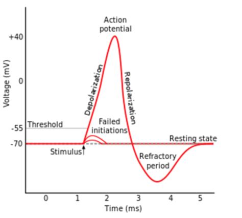 Action Potentials Flashcards Quizlet