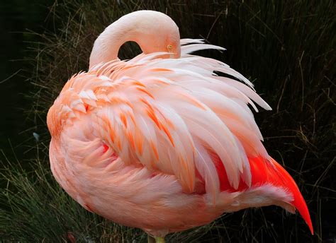 Flamingo Facts For Kids Flamingo Behavior And Diet