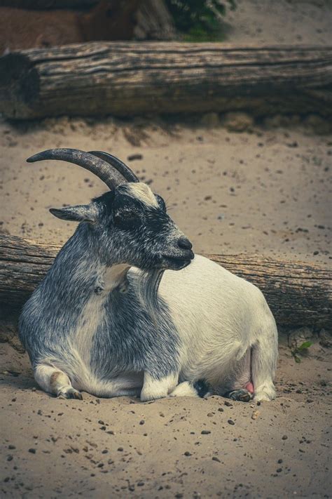 Pygmy Goat Cameroon Dwarf Free Photo On Pixabay Pixabay