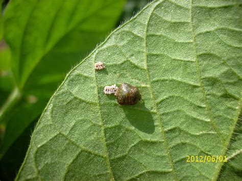 Kudzu Bug Nc State Extension Publications