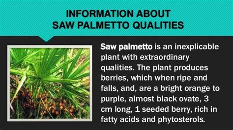 Saw Palmetto Health Benefits