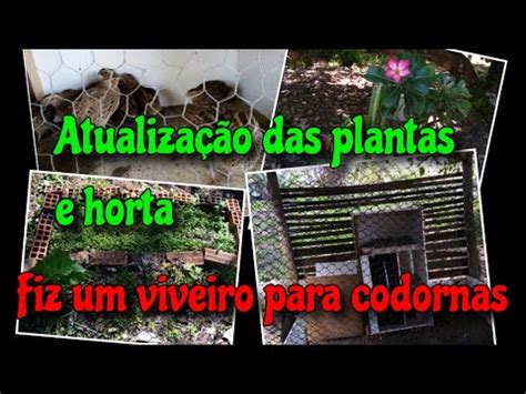 Fiz um viveiro para as codornas Atualização das plantas e horta