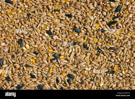 Close up of assorted types of bird seed Stock Photo - Alamy