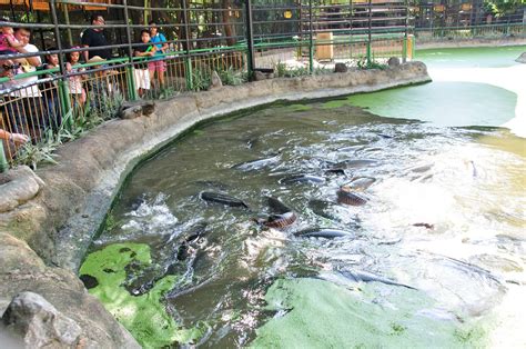 Cuchis Travel Logs Fun Times At Avilon Zoo Rizal Philippines