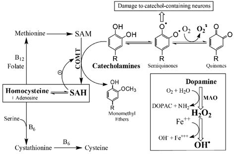 Proposed Mechanism Of Homocysteine Pathophysiology And Pathogenesis