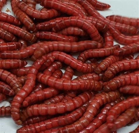 Live Red Giant Mealworms Live Bait Pet Feeders Shop Bugz