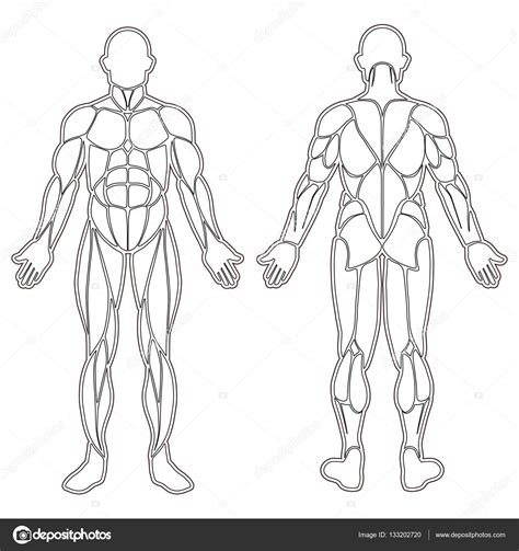 Silueta De M Sculos Del Cuerpo Humano Stock Vector By Longquattro