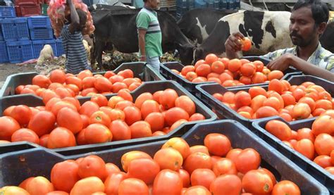 Tomato Price In Chennai Reaches Rs 170 Kg Due To Rainfall In Andhra