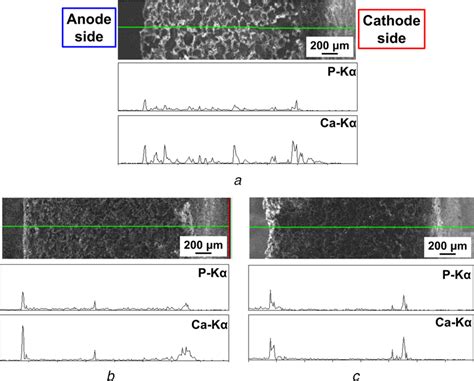 Sem Images And Edx Line‐scanning Profiles Of Cross‐sections Of