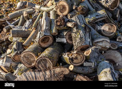 Piled Up Firewood Hi Res Stock Photography And Images Alamy