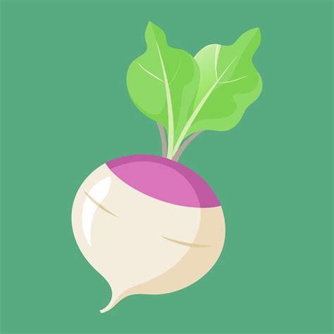 Premium Vector Vector Turnip Vegetable Illustration On White Background