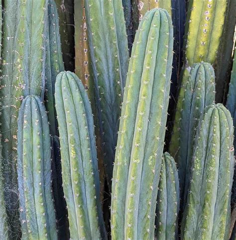 How To Identify San Pedro Cactus Echinopsis Pachanoi — Cactus Culture