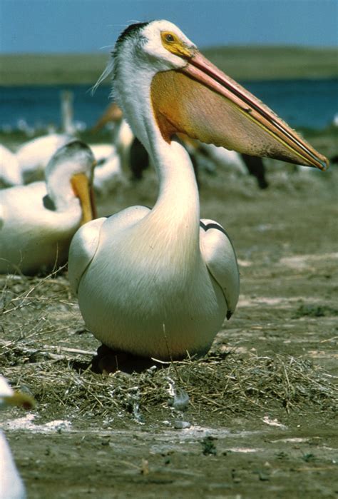 Free photo: White Pelican - Animal, Bird, Nature - Free Download - Jooinn