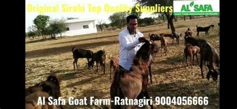 7 Month To 24 Month Brown Sirohi Female Goat With Transport Weight 25