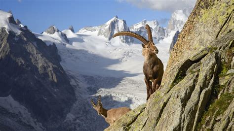 La Faune Des Alpes Savoie Mont Blanc Savoie Et Haute Savoie Alpes