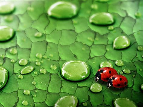 Wallpaper Green Leaf Water Drops Dew Insects Ladybirds 1920x1200 Hd