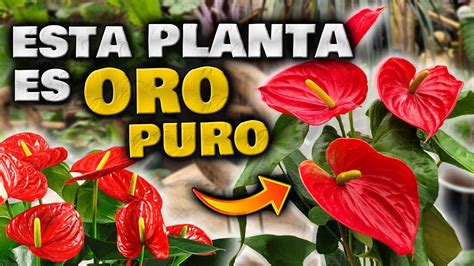 Gu A Completa Para Cuidar Tu Planta Anthurium Consejos Para El Cuidado