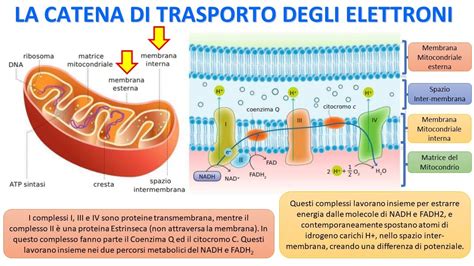 LA RESPIRAZIONE CELLULARE La Catena Di Trasporto Degli Elettroni