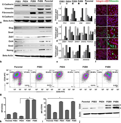 A B Representative Western Blot Images Of Selected EMT And Cancer