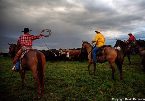 Cowboyroundupherd2 David Peterson Photography