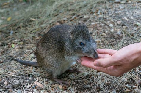 Potoroo Images – Browse 215 Stock Photos, Vectors, and Video | Adobe Stock