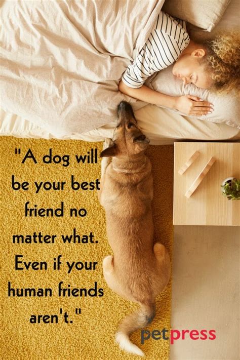 50 Best Dog Protection Quotes About Loyalty And Love Petpress