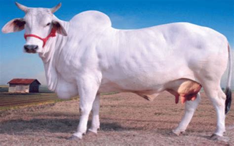 Nepali National Animal (Cow) - Nepal Nature Beauty