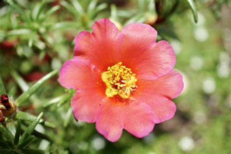 Moss Rose Portulaca Grandiflora 25 Seeds Usa Company Randb Floridaseeds