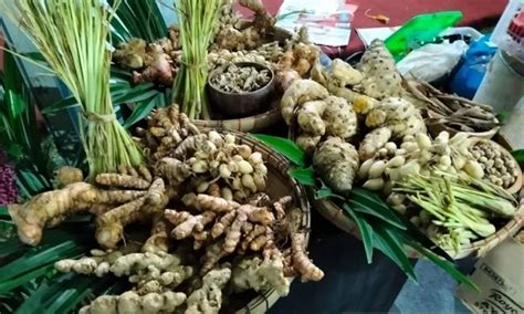 Rempah Pegunungan Muria Kudus Didorong Jadi Produk Unggulan Daya