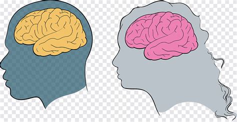 Cérebro neurologia anatomia neurociência lateral cerebral córtex