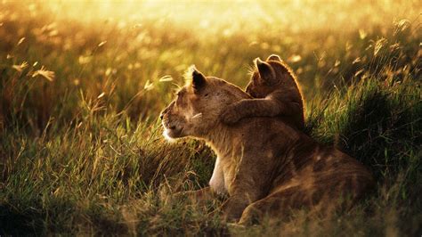 1920x1080 Lion, Lion cub, Family, Cub, Caring, baby, Sunshine wallpaper JPG - Coolwallpapers.me!