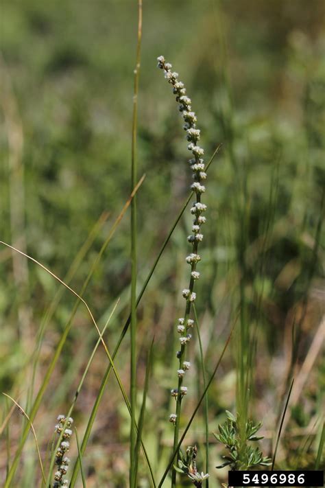 Seaside Arrowgrass Triglochin Maritima