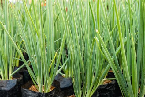 Onion Shallot Stock Photo Image Of Nutrition Healthy 109796568