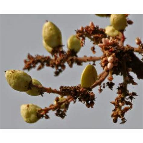 Boswellia tea benefits ~ Healthy Tea 101
