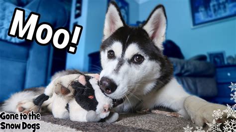 Husky Puppy Argues With Cow Husky Puppy Talking And Howling Youtube