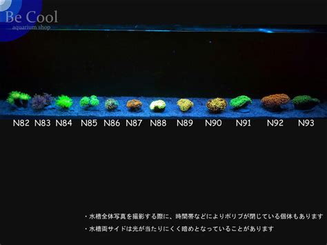 Yahoo オークション N92 ナガレハナサンゴ（10cm前後）