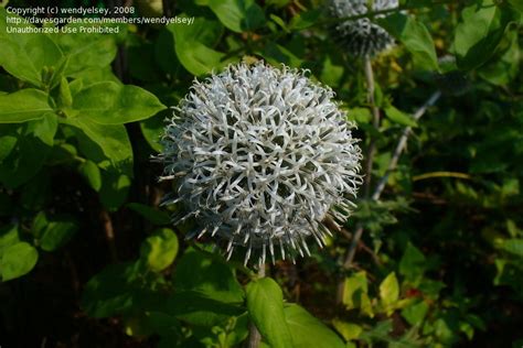 Plantfiles Pictures Globe Thistle Arctic Glow Echinops