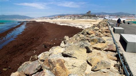 Esta Alga Amenaza Con Invadir Las Playas Espa Olas El Peri Dico