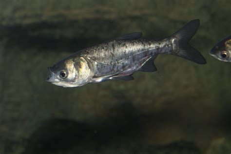 Photo Gallery Asian Carp Canada