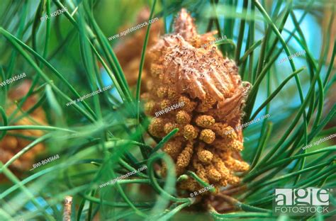 Pinus pinaster (Pinus pinaster), male inflorescences, Stock Photo ...