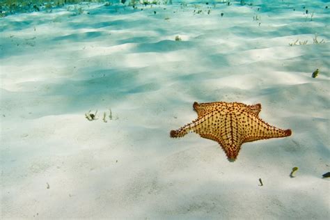 Best Places for Snorkeling in Cozumel | Celebrity Cruises