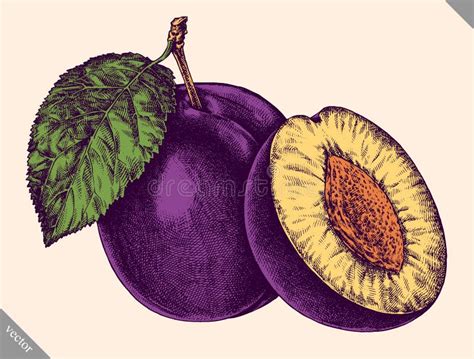 La Prugna Disegnata A Mano Ha Schizzato La Frutta Con La Foglia Su