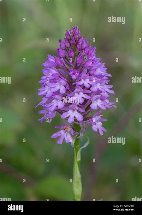 A Single Pyramidal Orchid Anacamptis Pyramidalis Bright Pink Pyramid