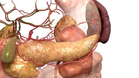 Transplante De P Ncreas Abto Associa O Brasileira De Transplante