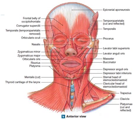 Axial Musculature Flashcards Quizlet