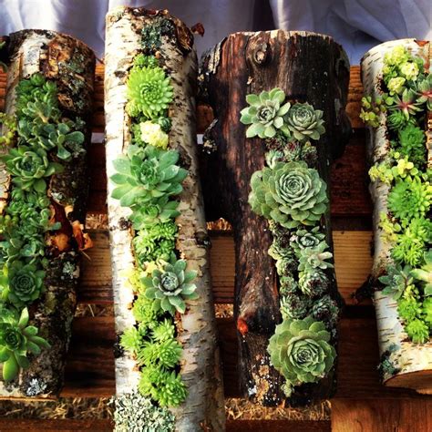 One Of A Kind Succulent Logs For