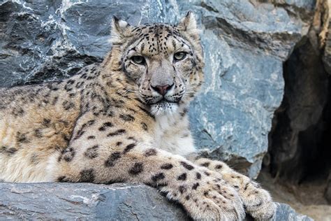 Snow Leopard In Rock Face Photograph By Arterra Picture Library Pixels