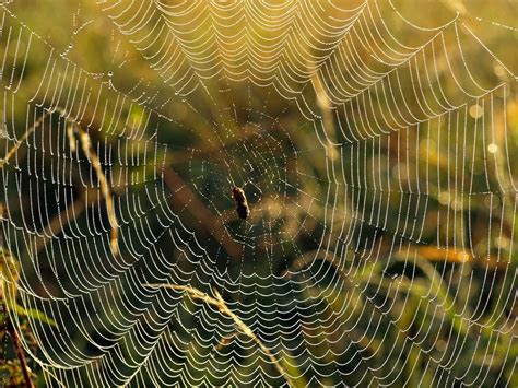 38 Spider Web Wallpapers Hd Wallpapersafari